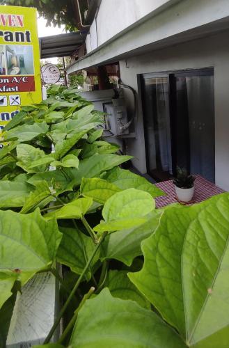 a bunch of large green plants in front of a building at The Glown Weligama in Weligama