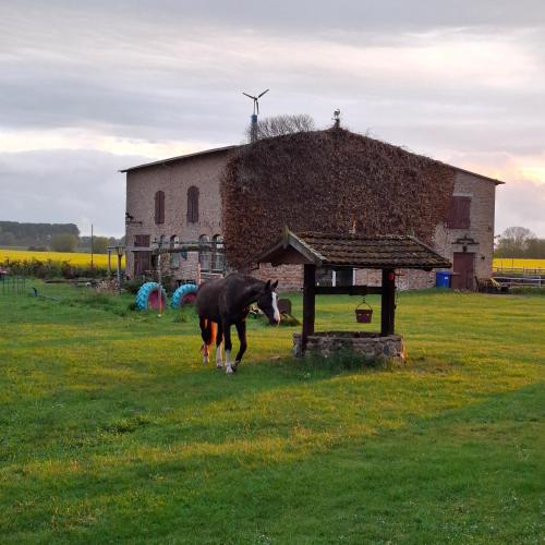 a horse walking in a field next to a building at Casabandow in Schwaan