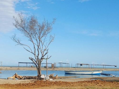 a tree sitting in the middle of a body of water at Kaigeemayapo in Manaure