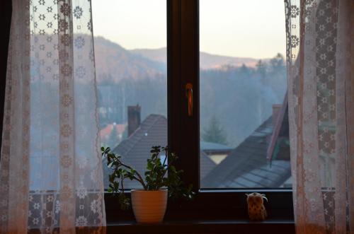 a window with a potted plant on a window sill at Dom Puchacza w Lądku-Zdroju in Lądek-Zdrój