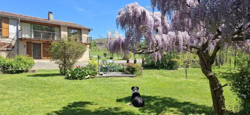 a duck sitting in the grass under a tree at Chambre d'Hôtes La Bourdasse in Loubens