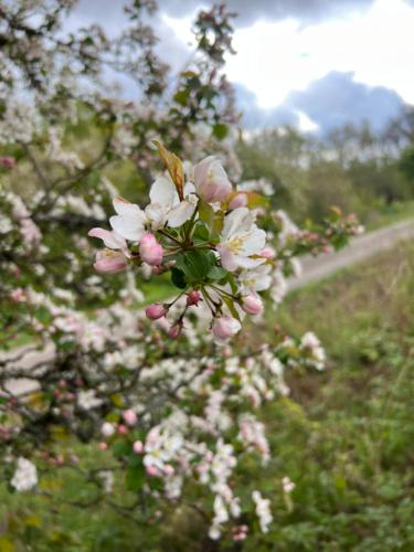 a tree with pink and white flowers in a field at Övra Berg in Ullared