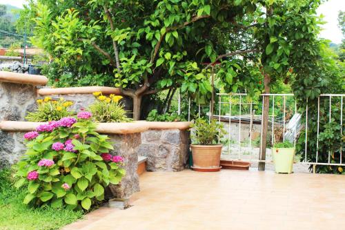 a garden with a bunch of plants and flowers at Il Melograno in Ischia