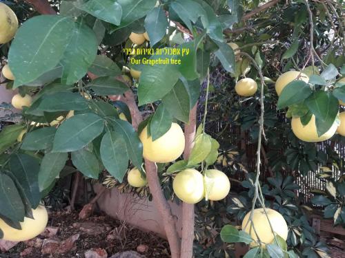 a tree with lots of fruit hanging from it at Country lodging in Manot in Manot