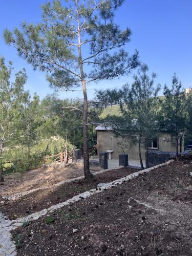 a yard with a tree and a building at Horizon Pines in Al Qbayyāt