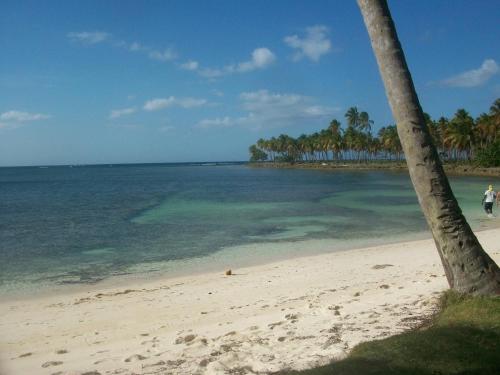 a beach with a palm tree and the ocean at Villa La Caleta in Las Galeras