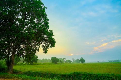 a tree in the middle of a green field at Gimanhala Hotel in Dambulla