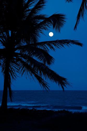 a palm tree on the beach at night with the moon at Igarakuê Flat in Japaratinga
