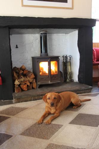 a brown dog laying on the floor in front of a fireplace at Embleton Spa Hotel & Apartments in Embleton