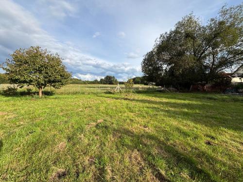a field of grass with a tree in it at Haus Tausendschön in Torgelow