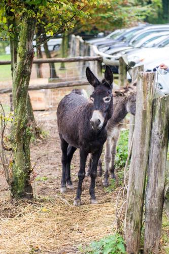 Tiere in diesem Bauernhof oder in der Nähe