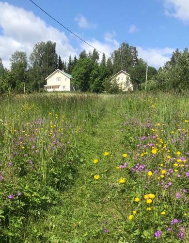 a field of flowers in a field with two houses at Lakeside House, Storstugan in Ramvik