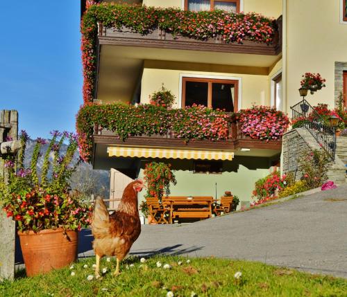 a chicken standing in the grass in front of a building at Pension Spreitzhof & Appartement Royer in Schladming