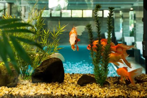 einem Goldfisch, der in einem Aquarium in einem Aquarium schwimmt in der Unterkunft Hotel Grand in Eforie Nord