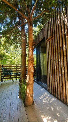 Forest Eco Glamping hiska