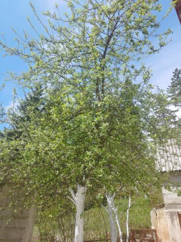 a tree with green leaves in a yard at durmitor_nature in Žabljak