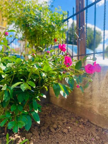 a bunch of pink flowers hanging from a fence at Triangle Park Apartments A2 in Kozani