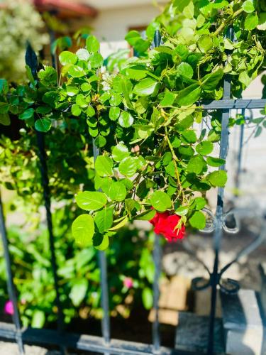 a green plant with a red flower in a garden at Triangle Park Apartments A2 in Kozani