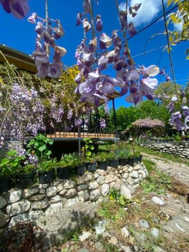 a garden with purple flowers in a stone wall at Mta House Racha in K'veda Shavra
