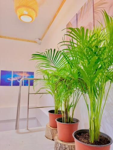 two plants in pots sitting on a table at Serene Dhigurah in Dhigurah
