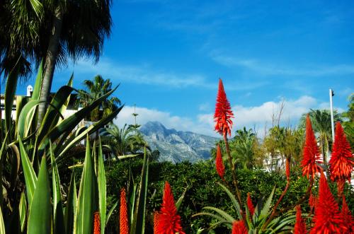 a group of red flowers with a mountain in the background at Botanic Home in Marbella