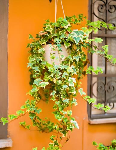 a potted plant on the side of a building at The Best Nest in Rome