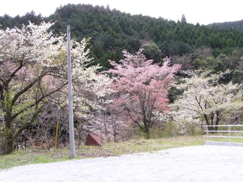 a pole on a dirt road with flowering trees at Irorino Yado Sankichi in Izu