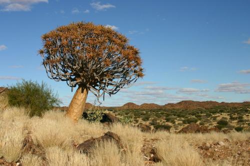 a tree in the middle of a field at Daberas Guest Farm in Augrabies