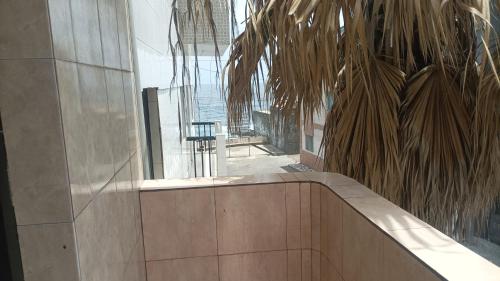 a lobby with a palm tree and a large window at Gira Lua in Igreja