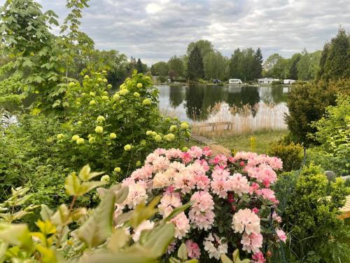 a garden with pink flowers in front of a lake at Siblu Prϋβsee in Güster