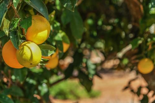 Quinta do Coala - Spacious Countryside Orchard House & Cottage, 10 min from Lagos