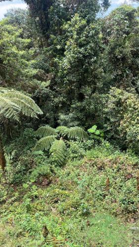 a lush green hillside with plants and trees at Cabaña Facovi in Empalme