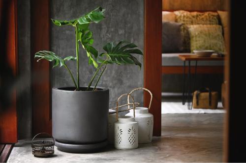 a plant in a pot sitting on a table at Boutique Jungle Villa - Baan ChaOm in Ko Lanta