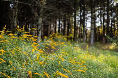 a field of yellow flowers with trees in the background at 168 Secluded Acres Trails, Winery 5BR in Floyd