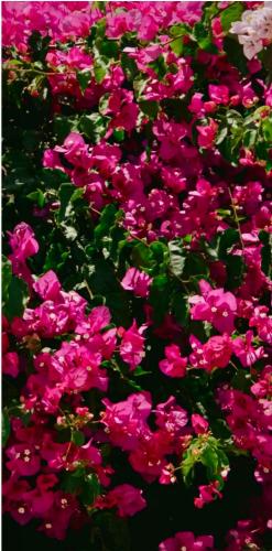 a bunch of pink flowers in a field at Γιασεμί 5 in Fiskardo