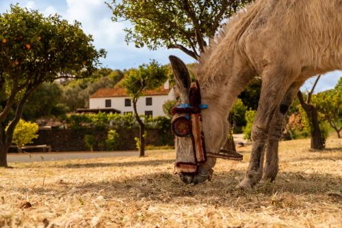 a horse wearing a mask grazing in a field at Finca Santa Teresa, Casa Grande in Estepona