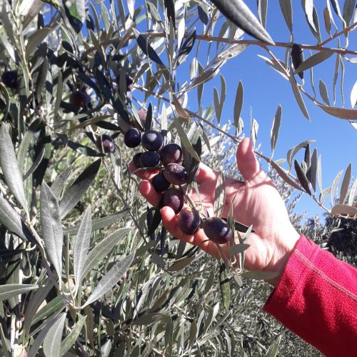 a person holding up a bunch of olives on a tree at El Cortijo Tinogasta in Tinogasta