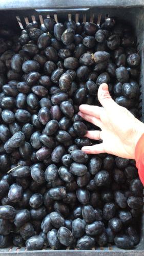 a box of black olives with a persons hand on top at El Cortijo Tinogasta in Tinogasta