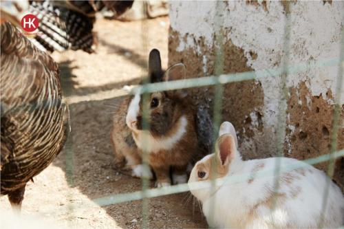 two rabbits in a cage next to a bird at Hotel Residence Key Club in Montalto di Castro