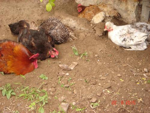 a group of chickens standing in the dirt at Къща под наем PETROVA in Cherven