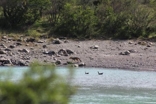 a dog drinking water from a river with some birds at Baker Domo Lodge in Cochrane