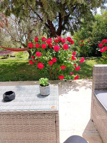 a table with a pot of red flowers on it at Savvinio Country Apartment in Alexandroupoli
