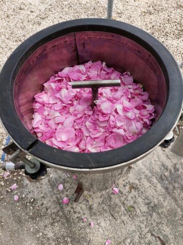 a pot full of pink flowers on the ground at Pervolaris Cottages 1 in Goudhi