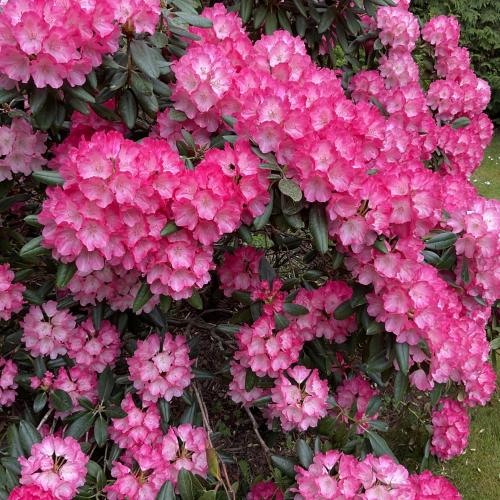 a bunch of pink flowers in a garden at Waldtraum Wandlitzsee in Wandlitz