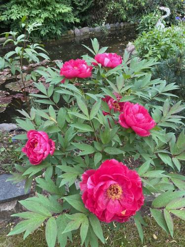 a bush of pink flowers in a garden at Waldtraum Wandlitzsee in Wandlitz