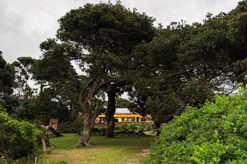 a group of trees with a house in the background at SeaWaves Beach House, Shelly Beach in Shelly Beach