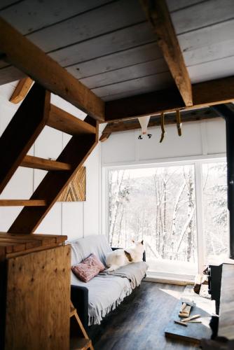 a cat sitting on a couch in a room with a window at TinyHouse - Touski in Val-des-Lacs