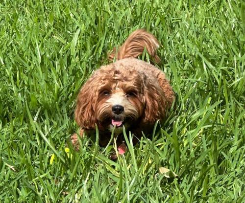 a small brown dog laying in the grass at Halia in Gold Coast