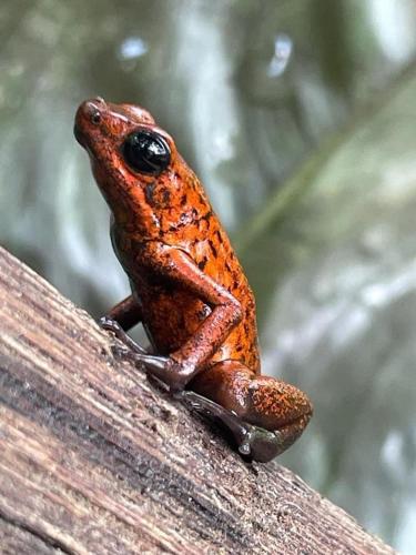an orange frog sitting on a piece of wood at Jungle Spirit Treehouse in Cahuita