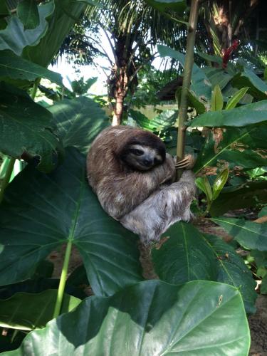a small brown bird sitting on a large leaf at Jungle Spirit Treehouse in Cahuita